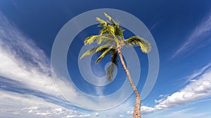 Sunny Palm Tree