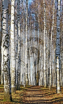 Sunny path in autumn october forest