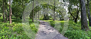 Sunny path through beautiful green forest in summertime