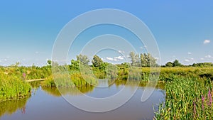 Sunny peat lake in a wetland landscape trees in Kalkense Meersen nature reerve, Flanders, Belgium