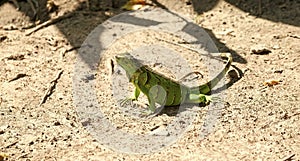 sunny photo of iguana lizard reptile. iguana lizard outdoor. iguana lizard outside.