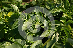 Sunny photo of potato leaves on the field.