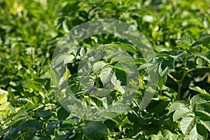 Sunny photo of potato leaves on the field.