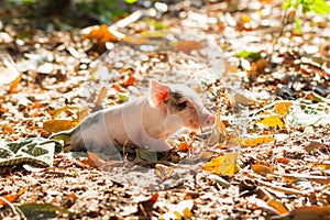 Sunny piglet