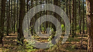 Sunny pine forest with hihg trunks background