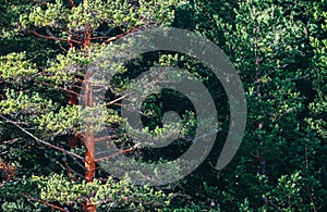 Sunny pine tree evergreen forest, trees trunks backdrop. Photo d