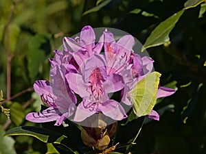 Closup of pink rhododendron flowers in the garden