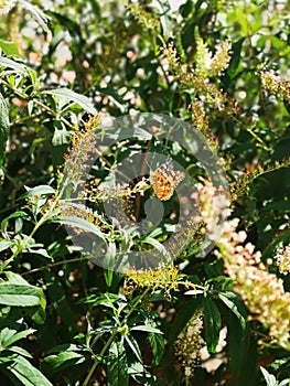 Sunny plants in summer color day