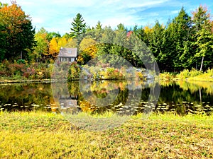 Sunny pond