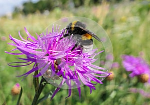 Sunny purple thistle flower with large fat bumble bees close up