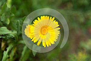 Sunny Radiance: Calendula Officinalis in Full Bloom