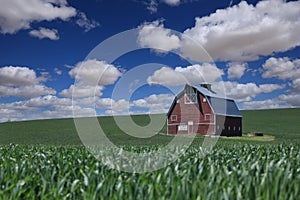 Sunny Red Barn in the Fields of Palouse Country Washington State