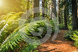 Sunny Redwood Coastal Forest Trail with Large Ferns