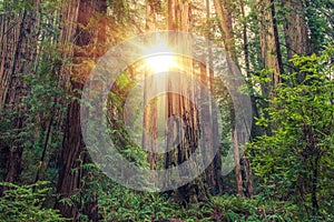 Sunny Redwood Forest photo