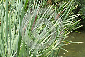 Sunny reed purifying water of marsh, swamp, river or lake photo