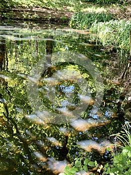 Sunny reflections on a calm pond