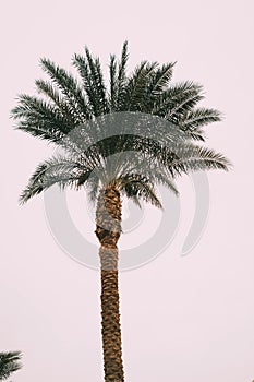 Sunny resort beach with palm tree at the coast shore of Red Sea