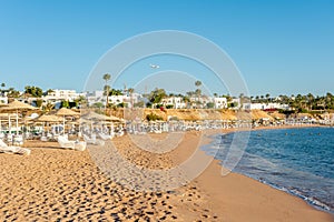 Sunny resort beach with palm tree at the coast shore of Red Sea in Sharm el Sheikh, Sinai, Egypt.