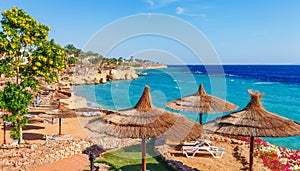 Sunny resort beach with palm tree at the coast shore of Red Sea in Sharm el Sheikh, Sinai, Egypt, Asia in summer hot. Bright sunny photo