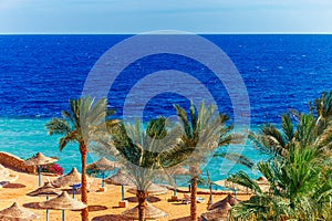 Sunny resort beach with palm tree at the coast shore of Red Sea in Sharm el Sheikh, Sinai, Egypt, Asia in summer hot. Bright sunny