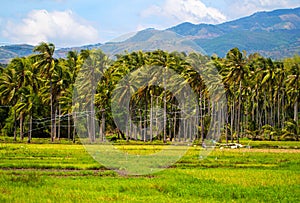 Sunny rice fields with palm tree forest and mountain. Tropical nature horizontal photo.