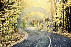 Sunny road in autumn forest