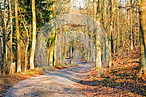Sunny road and autumn forest