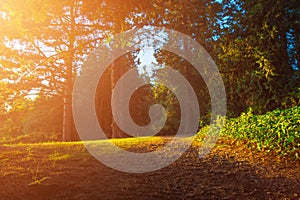 Sunny road in the forest