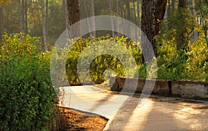 Sunny road in the green forest