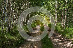 The sunny road passing through the forest