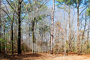 sunny roadside forest clearing autumn season trees scenic park woodland