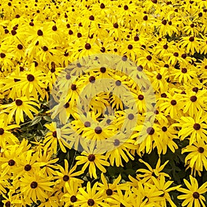 Sunny Rudbeckia flowers