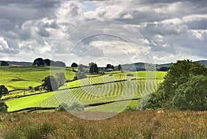 Sunny rural farmland scene photo