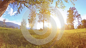 Sunny rural meadow at mountain landscape with green grass, trees and sun rays. Diagonal movement on motorised slider