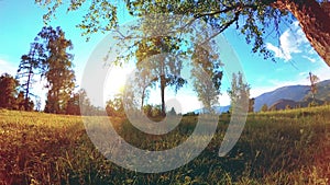 Sunny rural meadow at mountain landscape with green grass, trees and sun rays. Diagonal movement on motorised slider