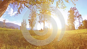 Sunny rural meadow at mountain landscape with green grass, trees and sun rays. Diagonal movement on motorised slider