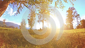 Sunny rural meadow at mountain landscape with green grass, trees and sun rays. Diagonal movement on motorised slider