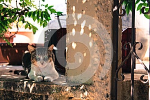 Sunny scenery of a cat with green eyes sitting near a garden door