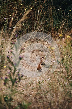 Sunny scenery of Hoopoes in a field