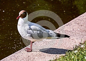 Sunny sea gull on stone edge of city water channel