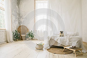 Sunny Skandinavian style interior bedroom. Wooden floor, natural materials, dog sitting on the bed photo