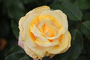 Sunny Sky Rose in rosegarden