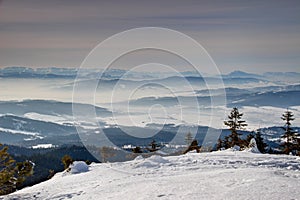 Sunny snowfield with pine trees and blue ridges Orava Slovakia
