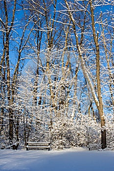 Sunny Snowy Morning Portrait