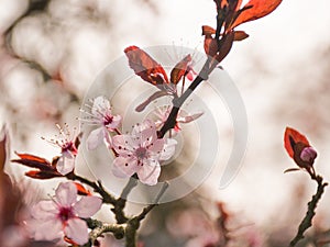 sunny soft pink cherry plum blossoms, closeup - prunus cerasifera photo