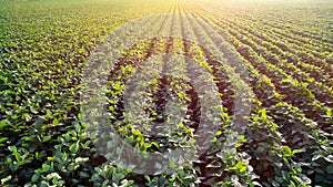 Sunny soya plantation