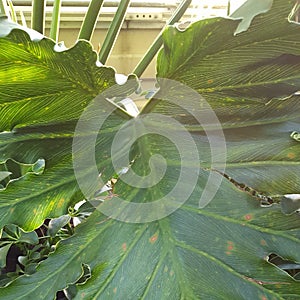 Sunny Split-Leaf Philodendron