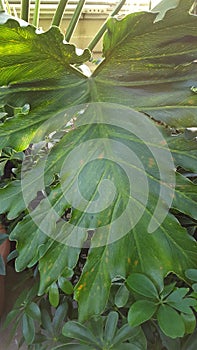 Sunny Split-leaf Philodendron