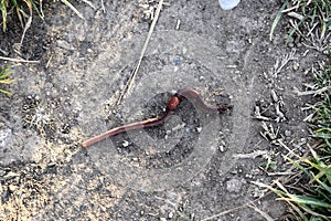 Red worm groveling on the ground