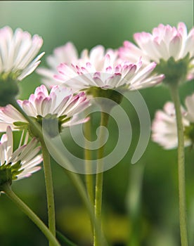 Delicate pink daisies and fluffy dandelions in a summer meadow